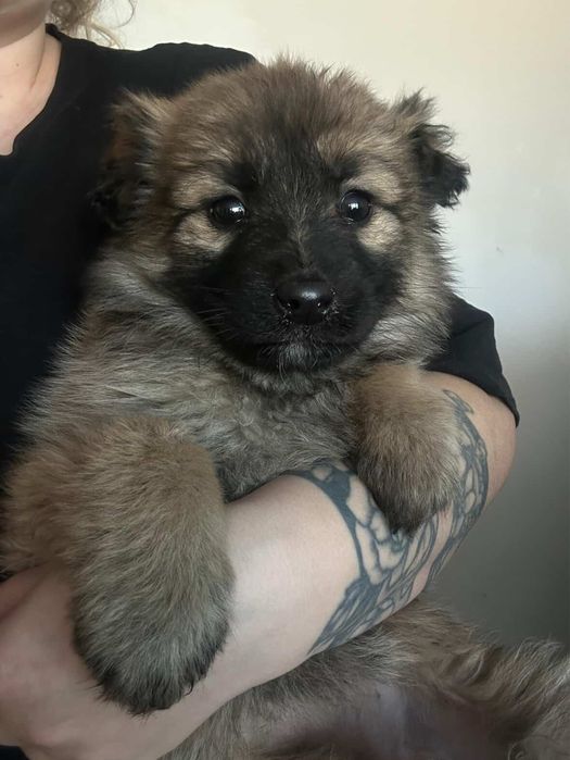 Щенята ищут дом