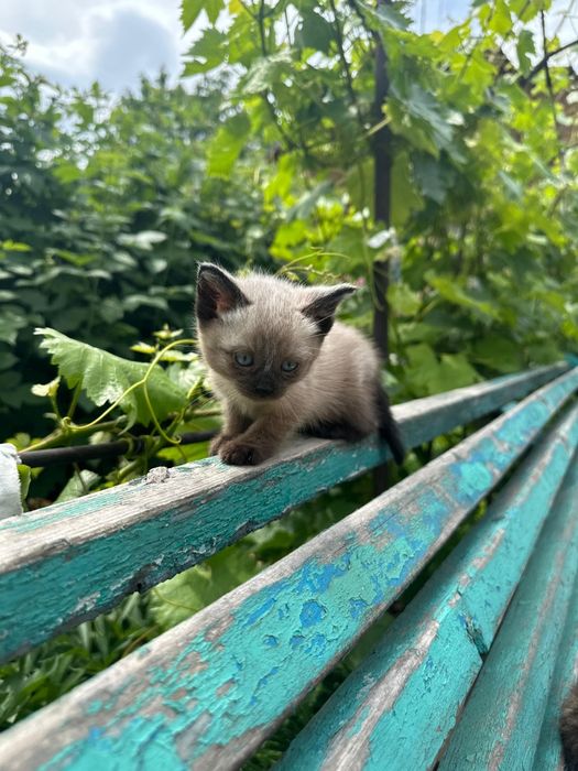 Отдам котят в добрые руки.