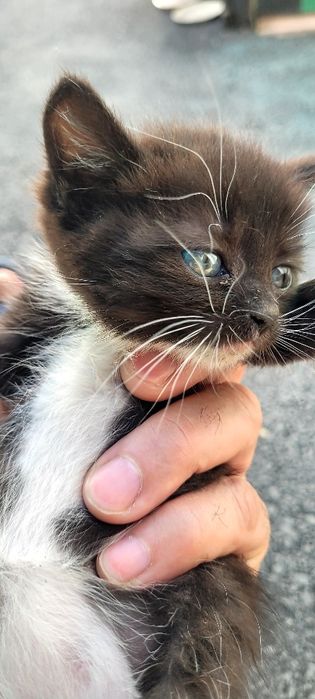 Котята  бесплатно