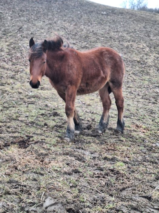 Manz de vanzare sau schimb cu animale sau auto