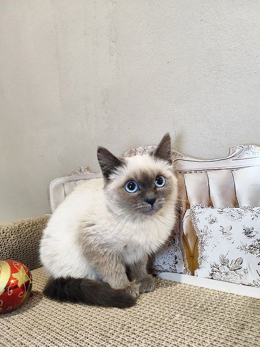 Кошечка девочка ищет дом