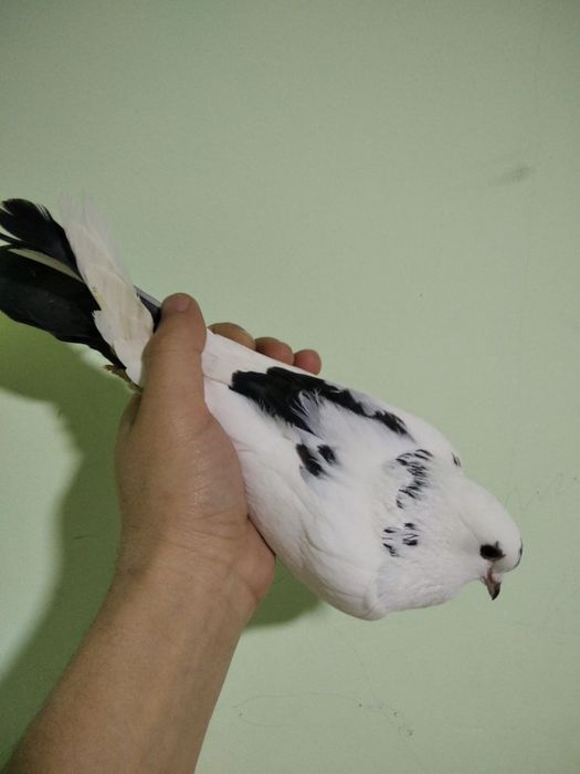 Kabutar sotiladi toza qushla