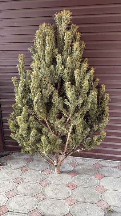 Сосны Ёлки Елки Ели