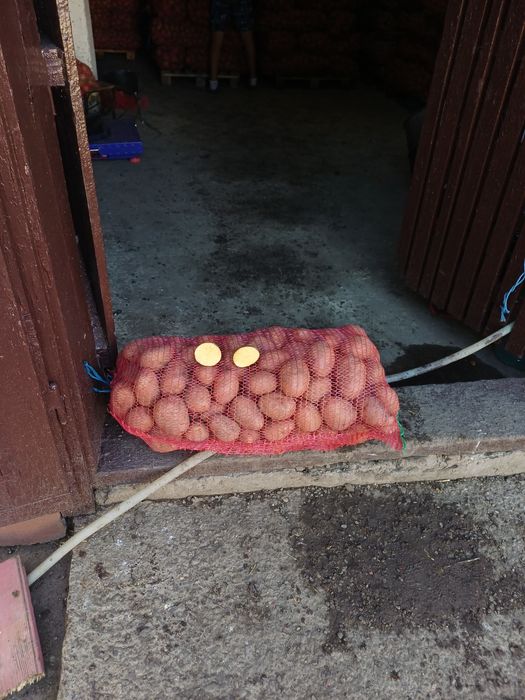 Cartofi de vânzare rosi