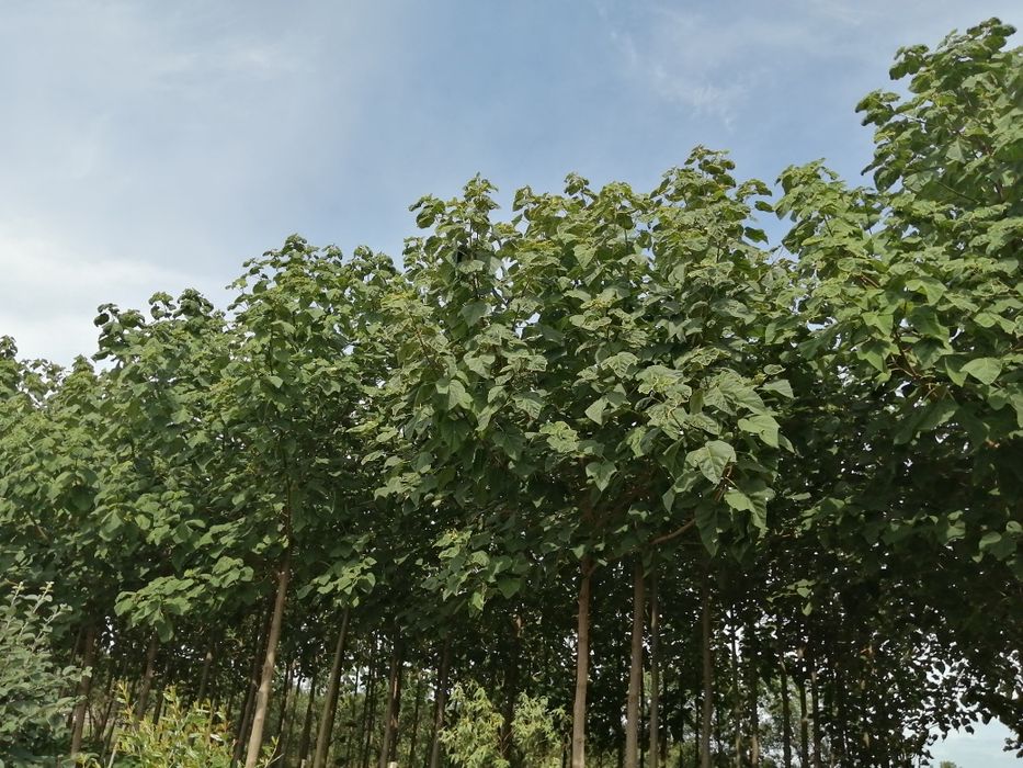 Butasi Paulownia