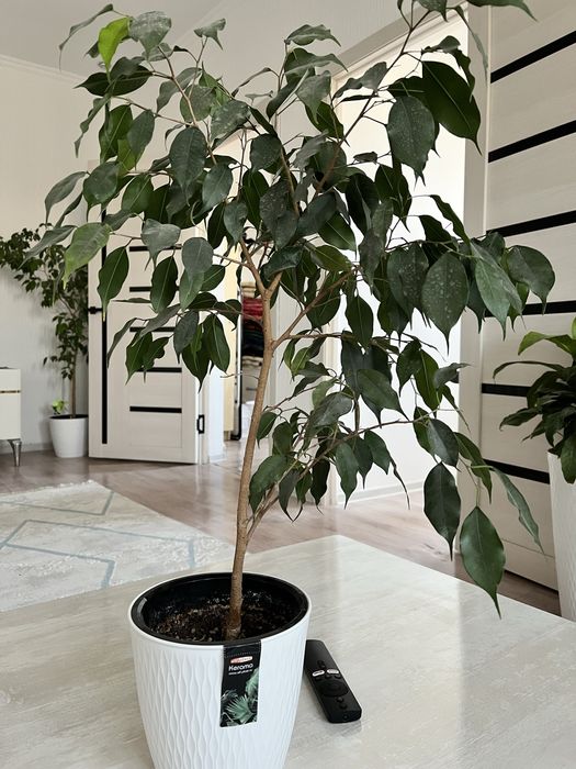 Комнатные цветы недорого