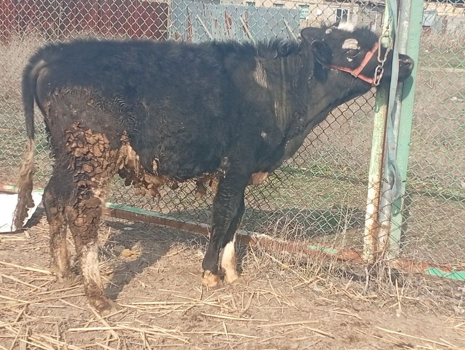 Бука сатылады семыз