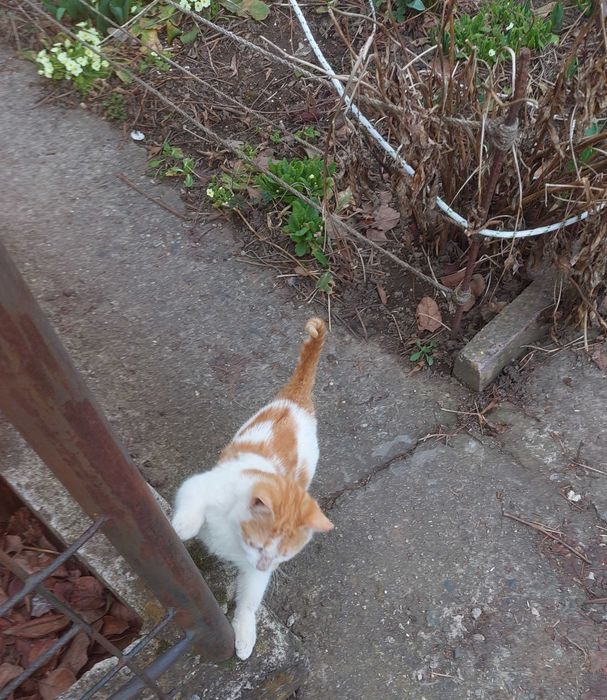 Мъжко коте - умно и гальовно