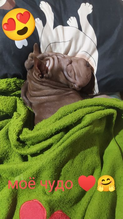 Американский шарпей