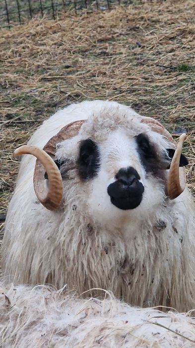 Vând berbec țurcan