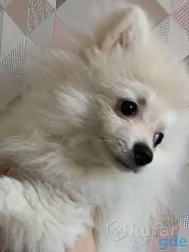 Немецкий шпиц мальчик 5 месяцев