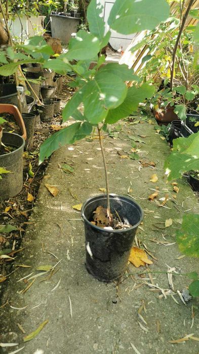 Разсад Орех Пекан