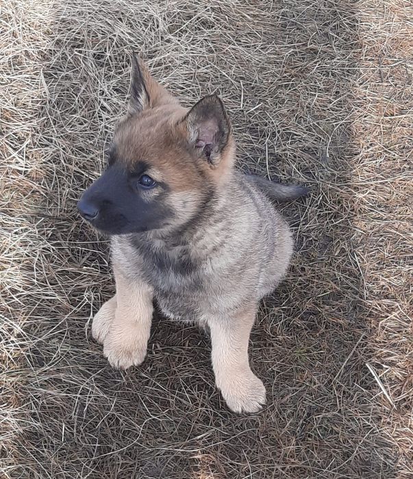 Продам щенка Волкособа!