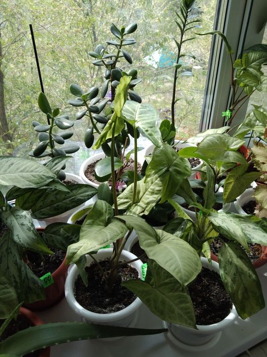 Цветы комнатные не дорого