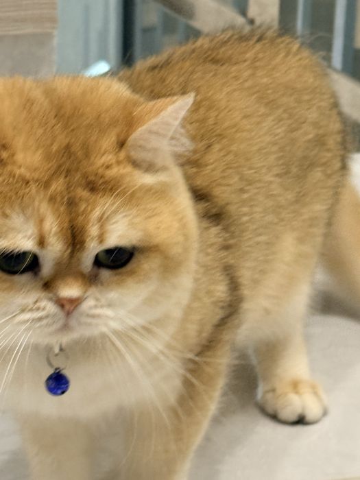 Кот на вязку привазной кот