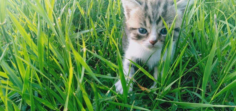 Отдам кошку и котят
