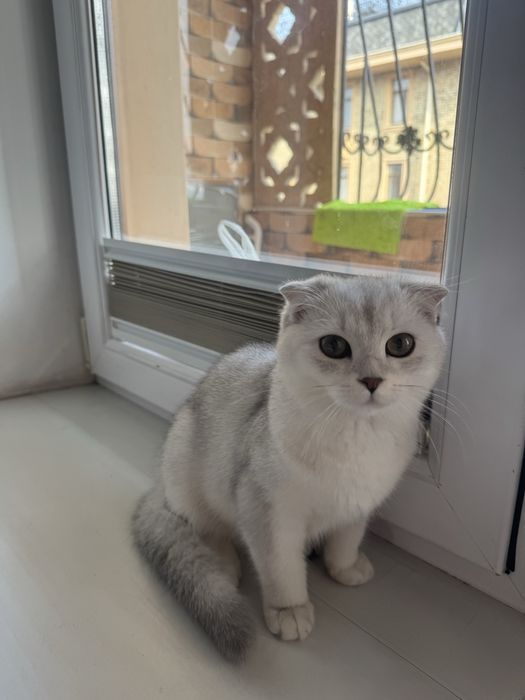 Продаётся домашняя кошка