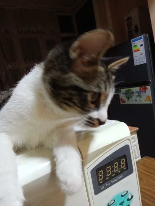 Malika qinining fotosurati