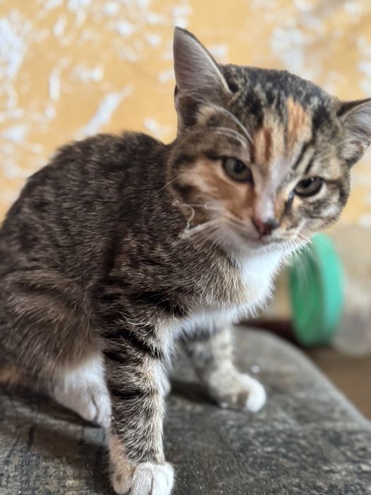 Отдам котенка 2 мес,кошечка