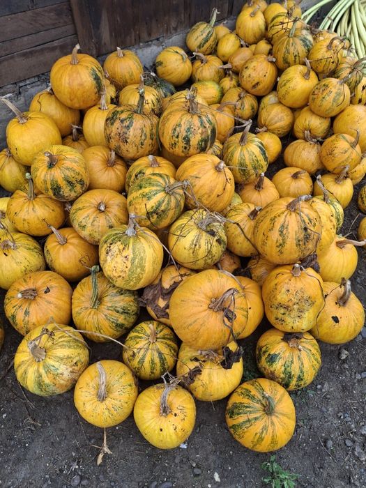 Vand bostani  pt  Helloween