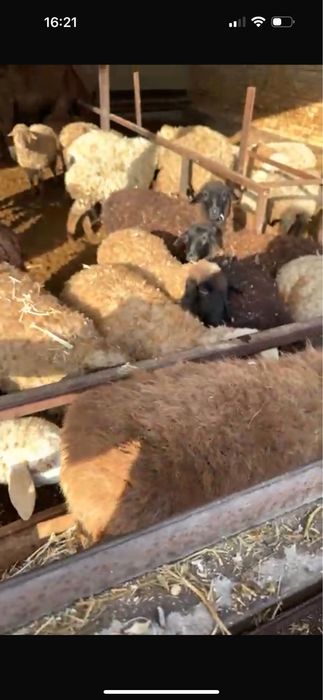 Продам тохтушокк и уток