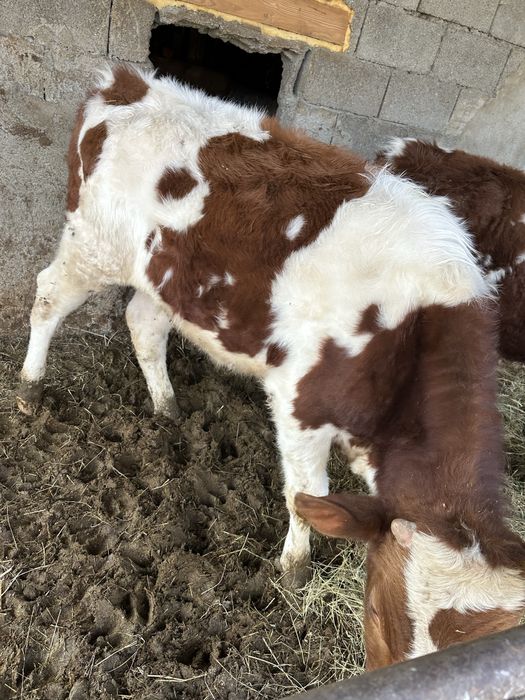 Vand tauras de 11 luni