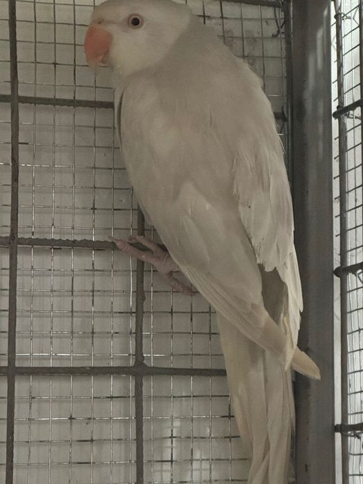 Vând micul alexander