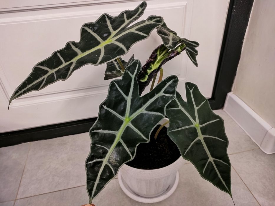 Фикусы и т др. Доставка