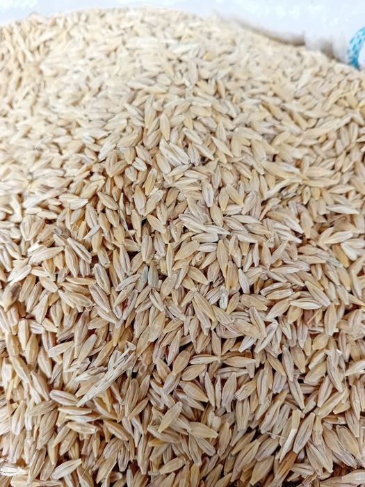 Арпа Оптом  Месни Арпа Ячмень