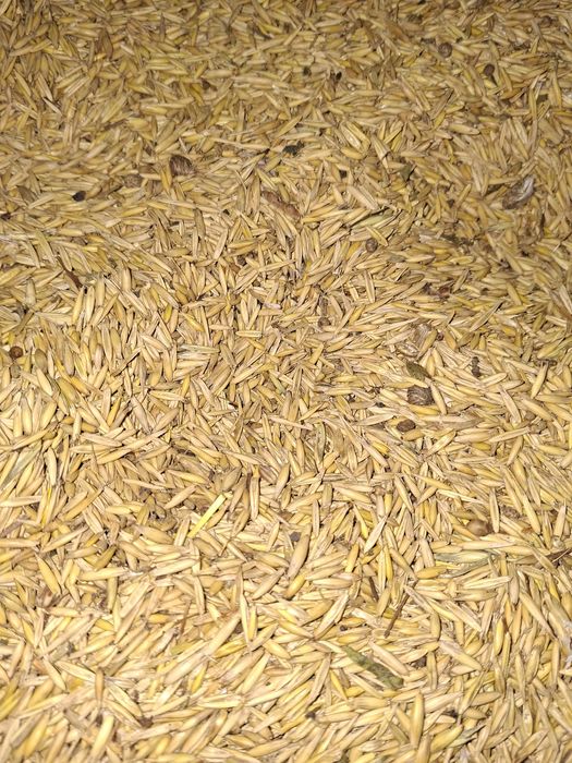 Cereale de vânzare loc Bradatel, Horodniceni.  Suceava