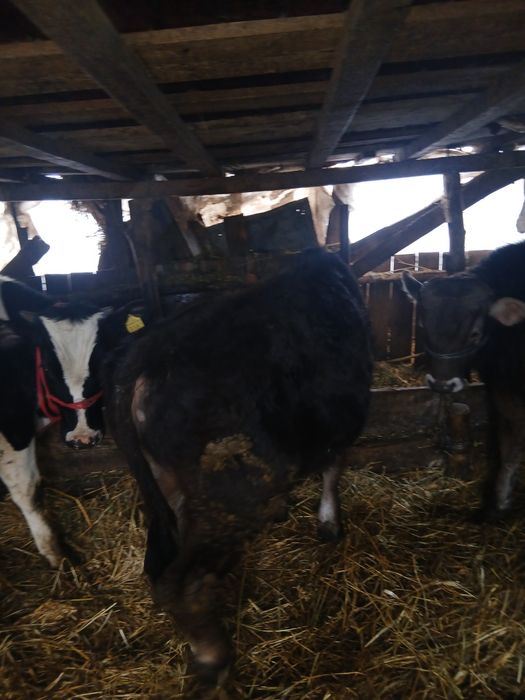 Vand doi vitei si o vitea