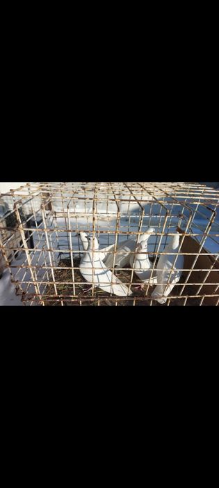 Продам бойных голубей