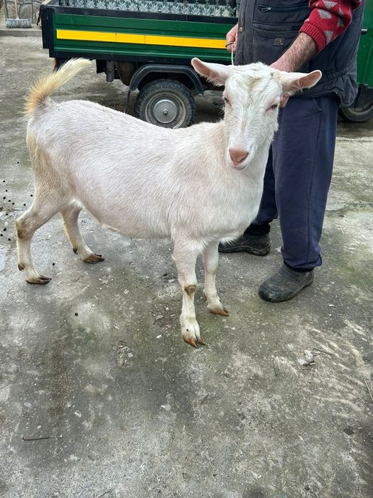 Vând capra alpina franceza