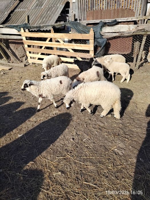 Miei   de   vânzare