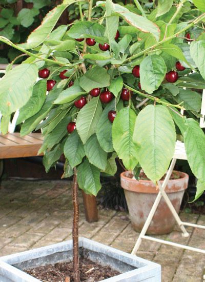 Колонни и Мини овощни дръвчета