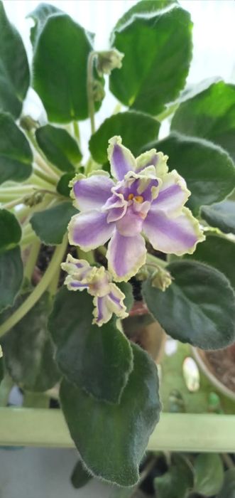 Продам фиалки сортовые цветущие