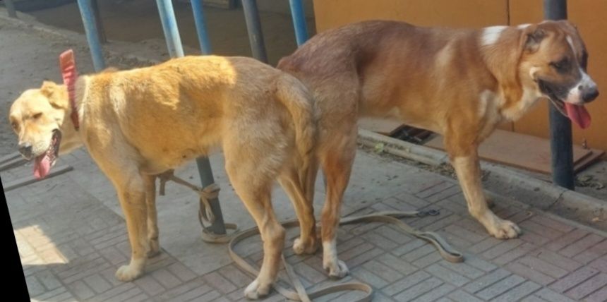 Кушык Ургашы 2айлык