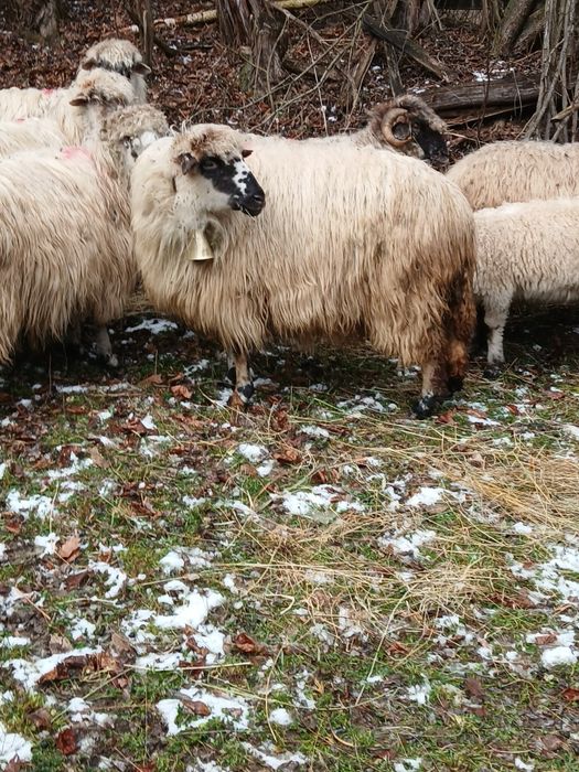 Oaie stearpă de vânzare