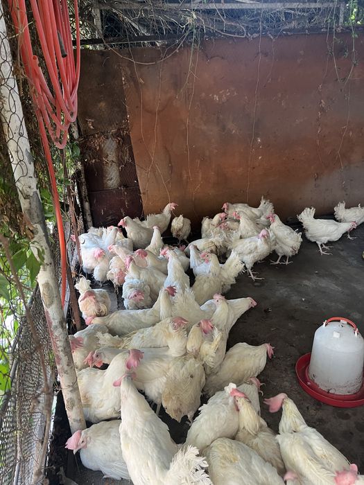 Продам кур несушки