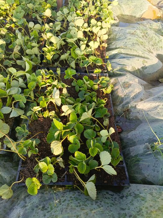 Рассада малины :полька,атлант хелетеич