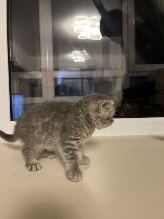 Котёнок шотландский