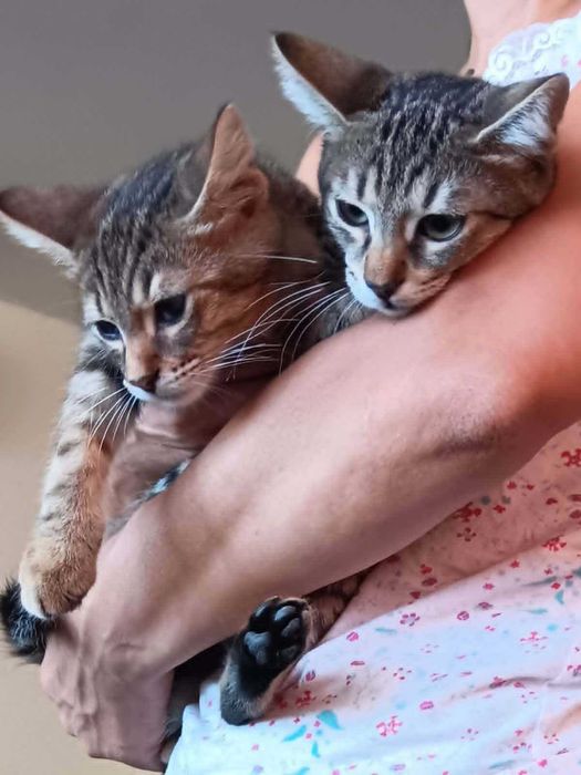 Котенца на 4 месеца търсят дом