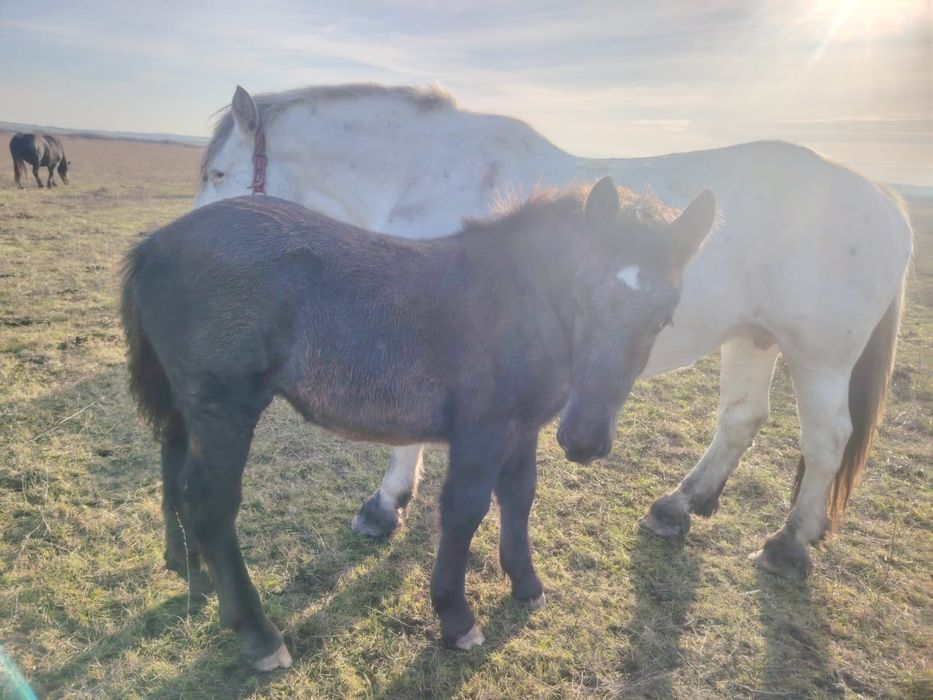 Manz de 5 luni rasa noriker din parinti cu pedigree