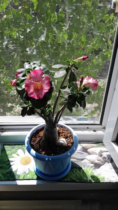 Роза пустыни , адениум