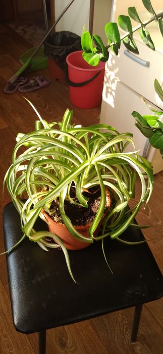 Продам комнатные цветы