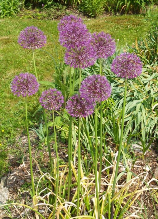 Цветы садовые разные