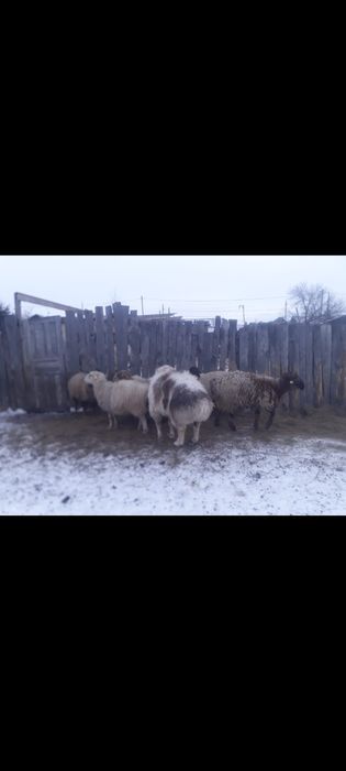 Продам кошкарчика