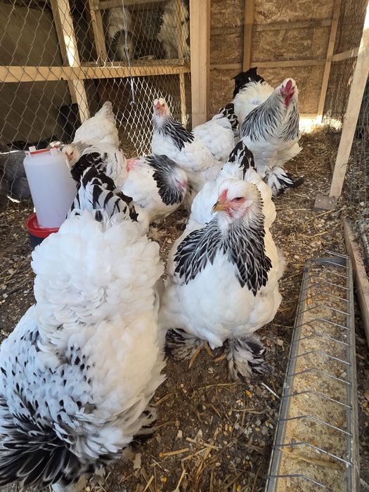 Oua Brahma HD incubat disponibile