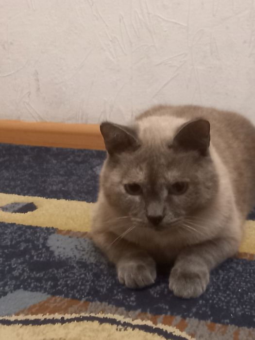 Кошка стерилизованная