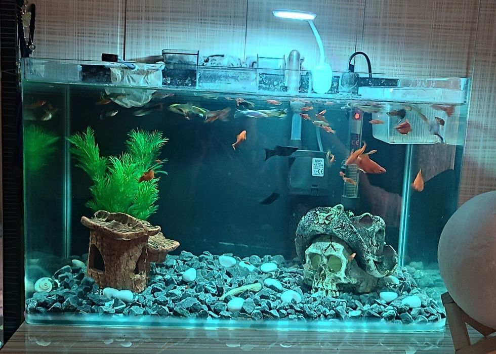 Продам аквариум. Рыбки. Декорация. Фильтр. Обогреватель. Лампа.